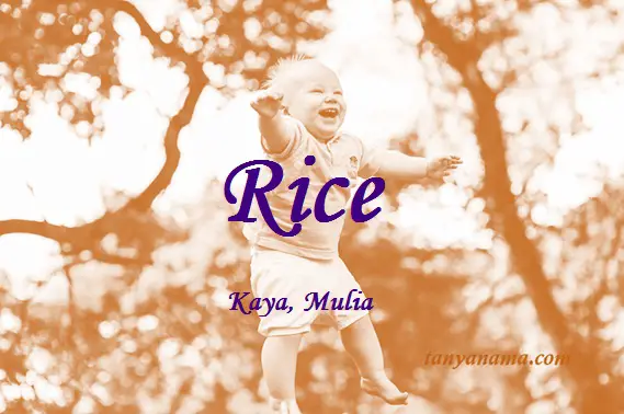 Arti Nama Rice Dan Rangkaian Namanya Tanya Nama